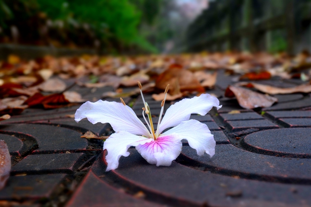 DSC_0112.jpg
